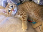kitten