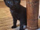 Kitten