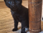 kitten