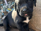 puppy