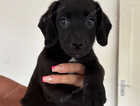 Puppy