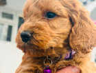 Puppy