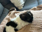 Puppy