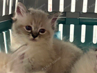 kitten