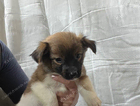 puppy