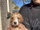 puppy