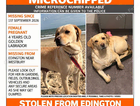 Stolen Labrador