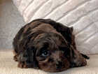 Puppy