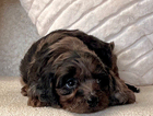 puppy