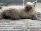 Kitten