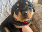 puppy
