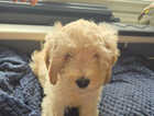 Puppy