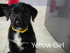 Puppy