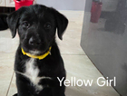 yellow girl