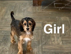 puppy