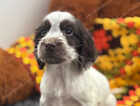 Puppy