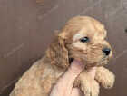 Puppy