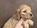 puppy