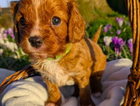 puppy