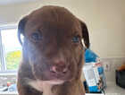 Puppy