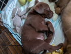 puppy