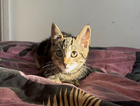 kitten