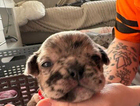 puppy