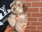 Puppy