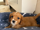 puppy