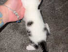 Kitten
