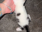 kitten