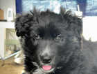 Puppy