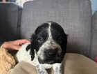 Puppy