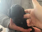 Puppy