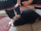 kitten
