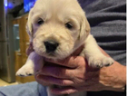 puppy