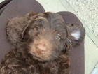 puppy