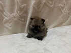 Puppy