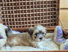 puppy