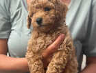 Puppy