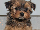 puppy