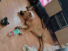 Puppy