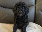 Puppy