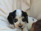 Puppy