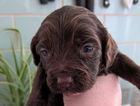 puppy
