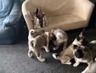 Puppy