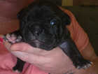 Puppy