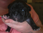 puppy