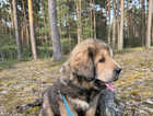 Puppy