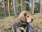 puppy